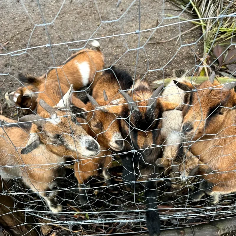 ajustada_animais-na-quinta-